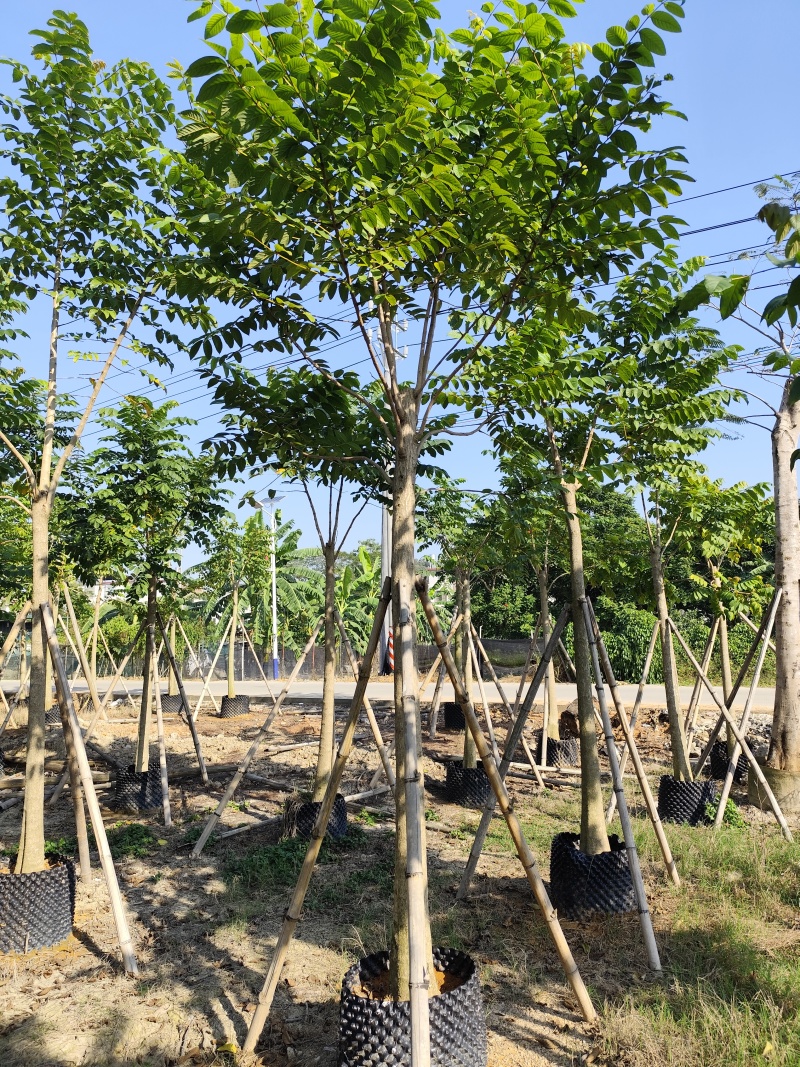火焰木养冠货8-10分大量出售基地直销期待合作