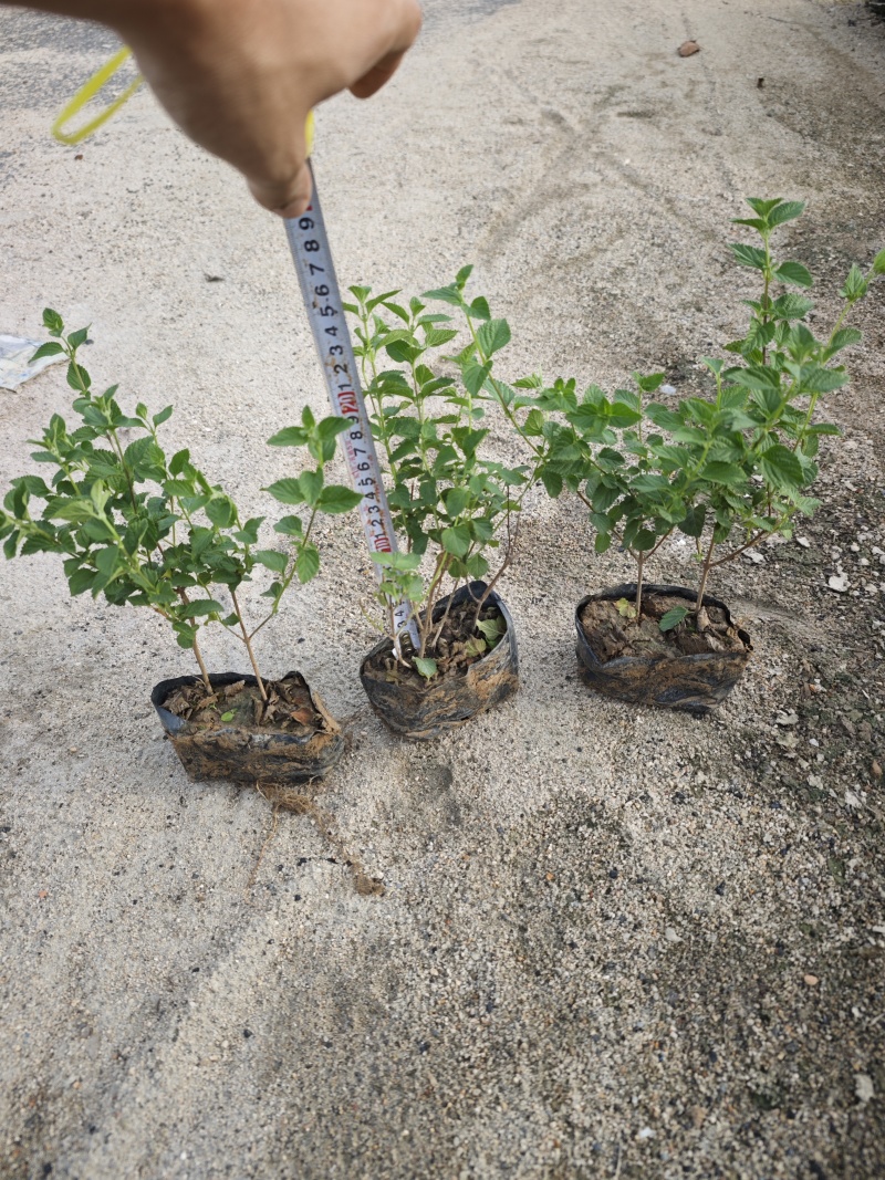 紫花马缨丹绿化地被苗福建基地
