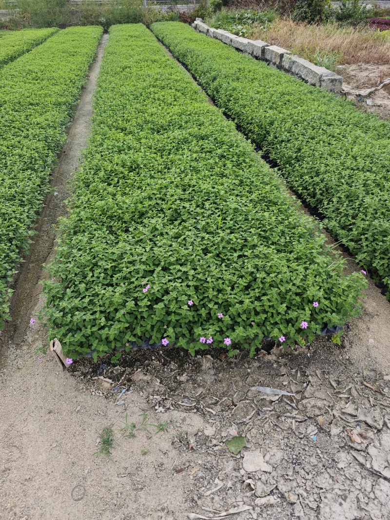 紫花马缨丹绿化地被苗福建基地