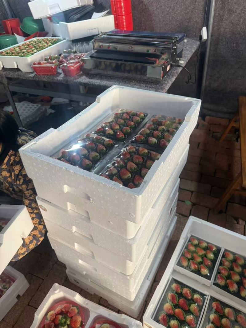 安徽草莓已大量上市价格稳定货源充足对接各大市场电商