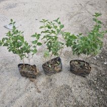 紫花马缨丹绿化地被苗福建基地