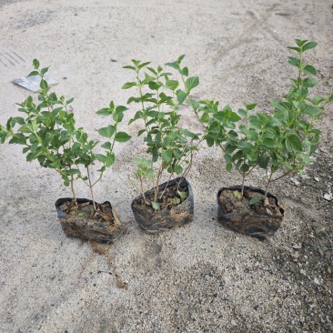 紫花马缨丹绿化地被苗福建基地