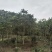 15公分麻楝在山上有路需要自已挖树