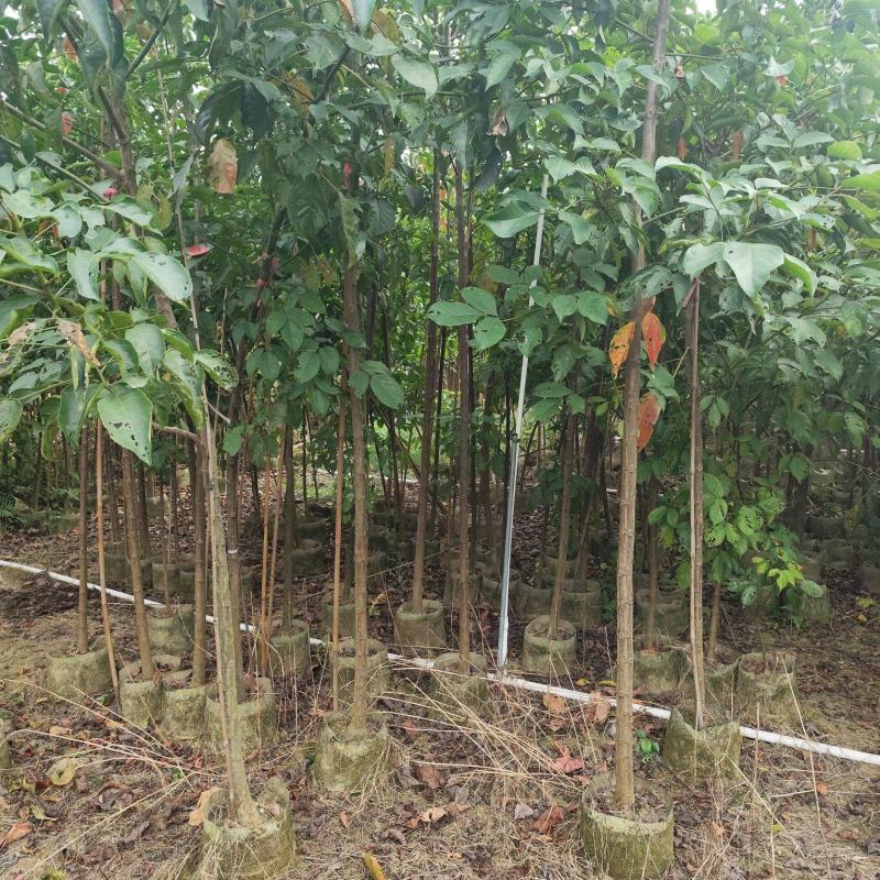 秋枫原生苗1-3公分大量出售自家货源欢迎现场看货