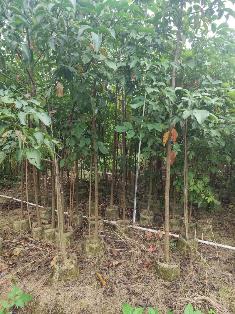 秋枫原生苗1-3公分大量出售自家货源欢迎现场看货