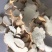 精品淮山药大片山东产地直发，一手货源，对接全国客户