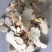 精品淮山药大片山东产地直发，一手货源，对接全国客户