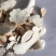 精品淮山药大片山东产地直发，一手货源，对接全国客户