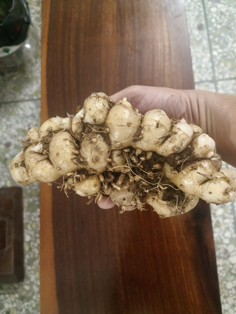 广东茂名化州市南姜，欢迎全国采购商致电