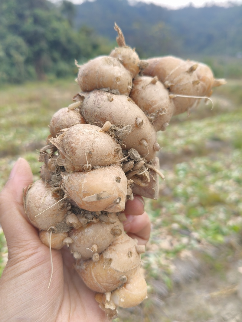 广东茂名化州市南姜，欢迎全国采购商致电