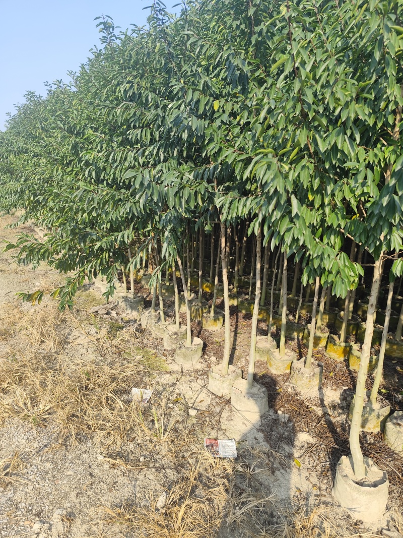 铁冬青1-3公分大量出售自家货源支持视频看货