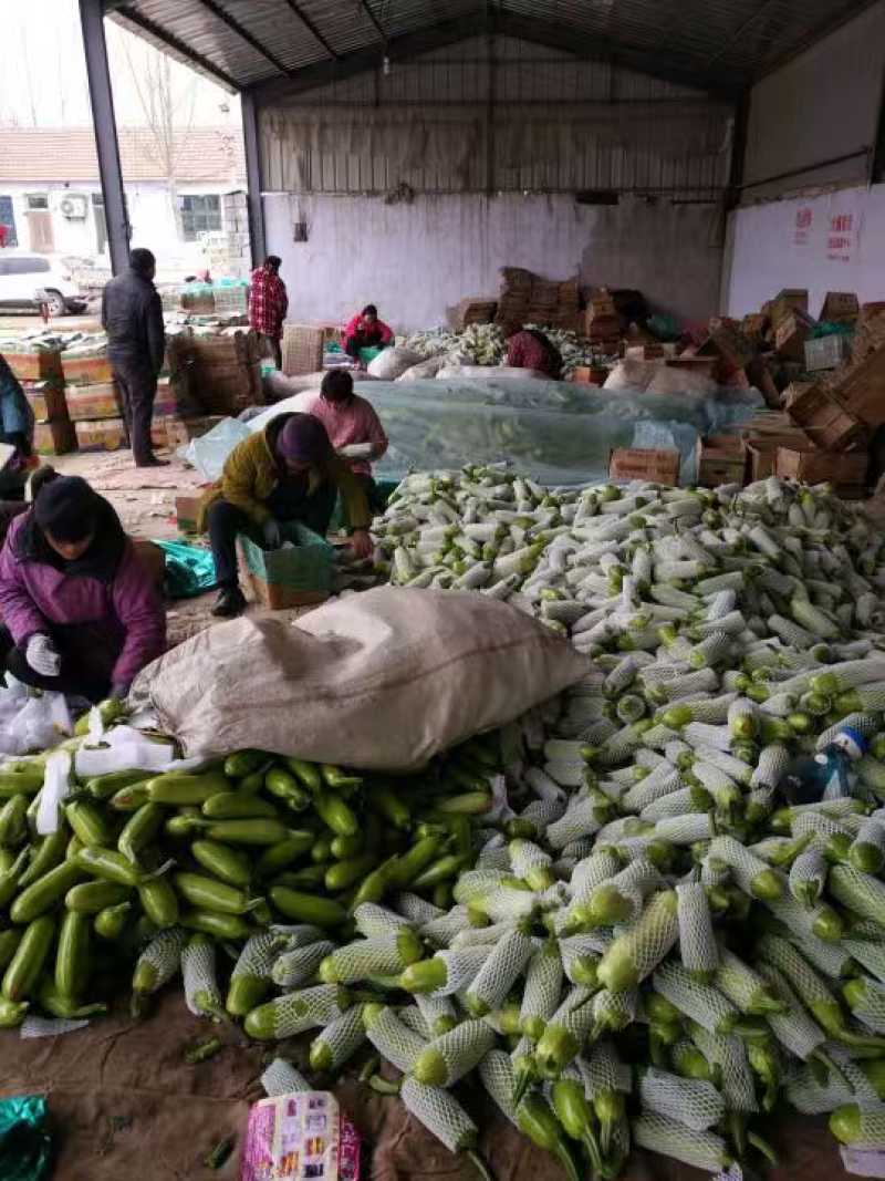 山东西葫芦大量供应中对接市场档口量大从优规格齐全品质好