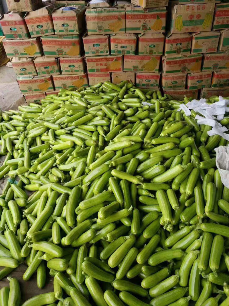 山东西葫芦大量供应中对接市场档口量大从优规格齐全品质好