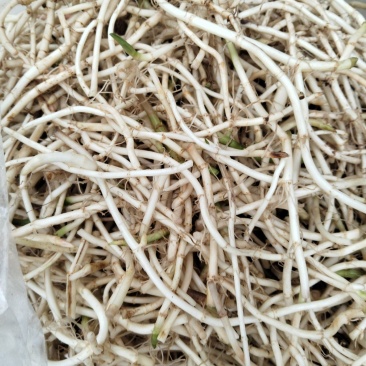 鱼腥草根