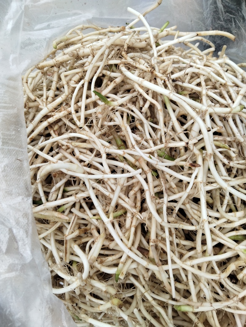 鱼腥草根