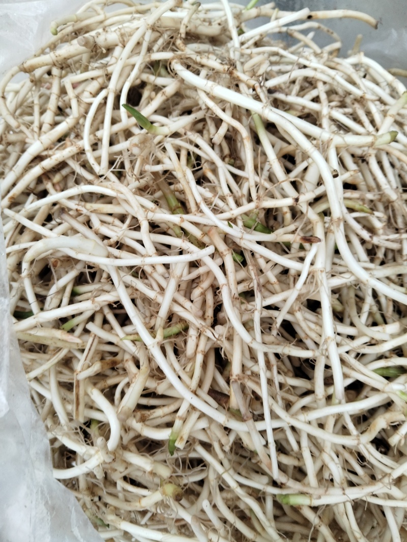 鱼腥草根