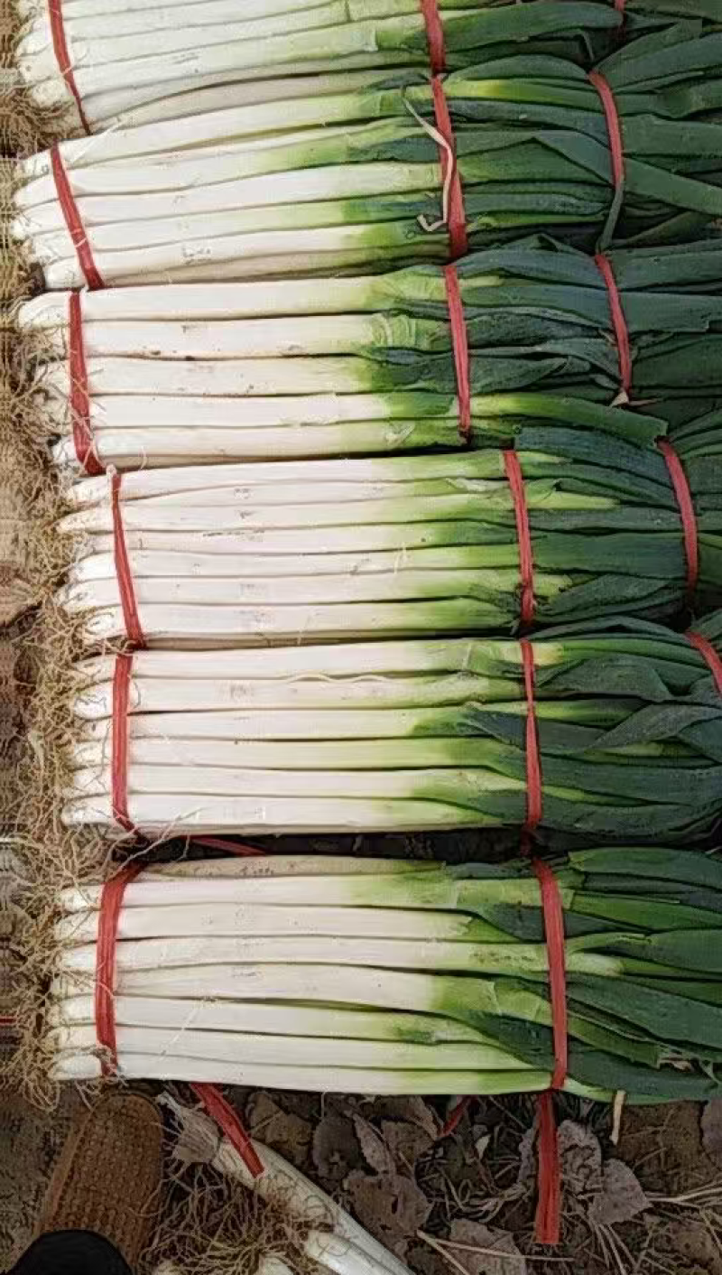 铁杆大葱大量上市了对接市场档口量大从优规格齐全品质好