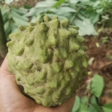 释迦果