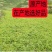 甘肃岷县正宗黄芪整根整条无硫新货干货北芪中药材