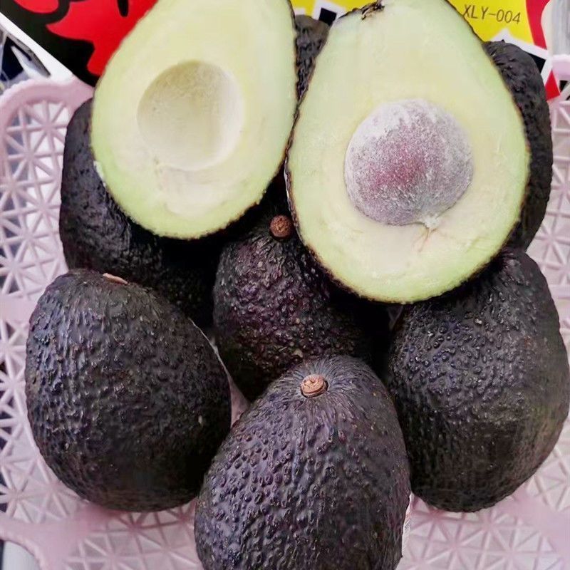 牛油果树苗南北方庭院种植嫁接墨西哥哈斯博牛油果苗当年结果