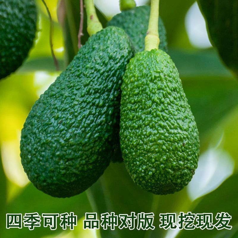 牛油果树苗南北方庭院种植嫁接墨西哥哈斯博牛油果苗当年结果