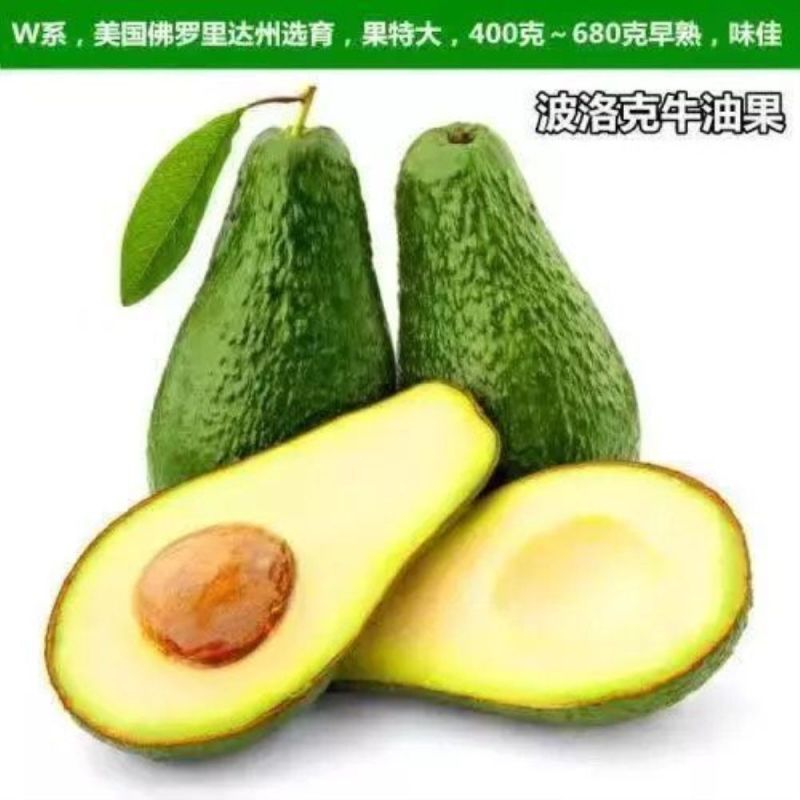 牛油果树苗南北方庭院种植嫁接墨西哥哈斯博牛油果苗当年结果