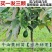 牛油果树苗南北方庭院种植嫁接墨西哥哈斯博牛油果苗当年结果