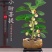 牛油果树苗南北方庭院种植嫁接墨西哥哈斯博牛油果苗当年结果