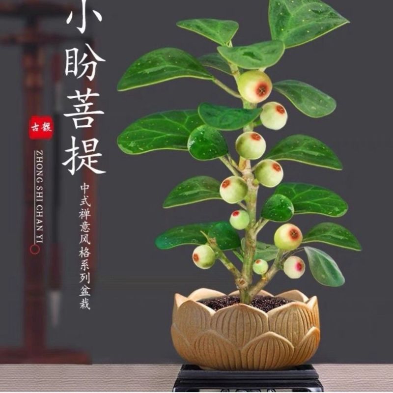 牛油果树苗南北方庭院种植嫁接墨西哥哈斯博牛油果苗当年结果