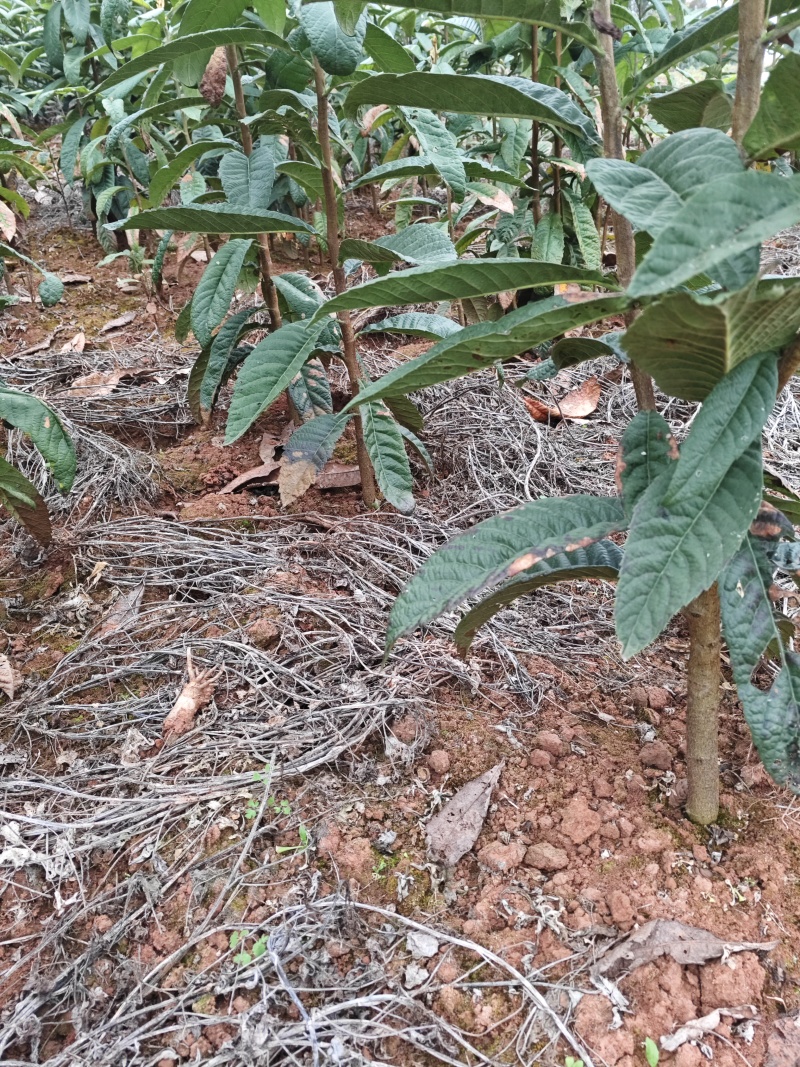 枇杷苗枇杷实生苗
