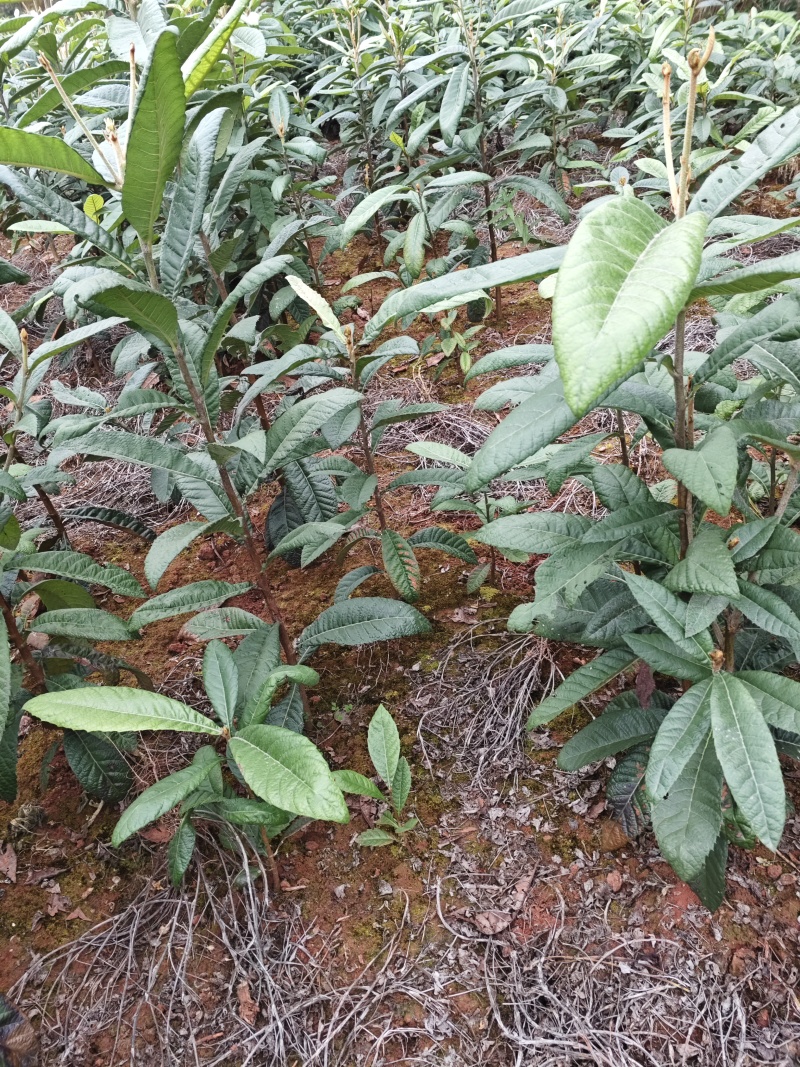 枇杷苗枇杷实生苗