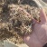 花生秧草段大量供应牛羊草料一手货源质量保证