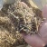 花生秧草段大量供应牛羊草料一手货源质量保证