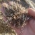 花生秧草段大量供应牛羊草料一手货源质量保证
