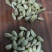 辛夷玉兰干货