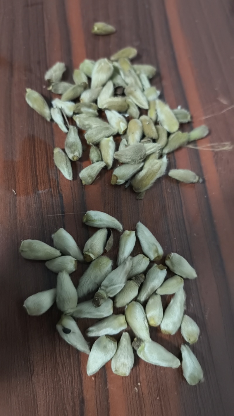 辛夷玉兰干货