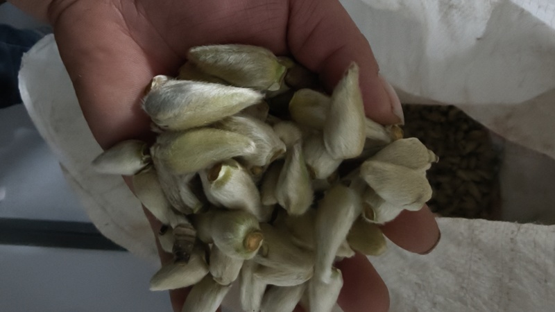辛夷玉兰干货