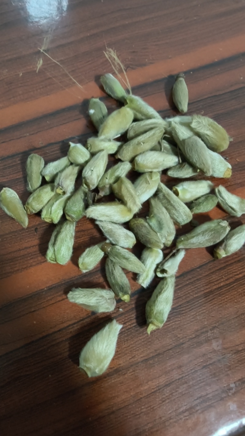 辛夷玉兰干货