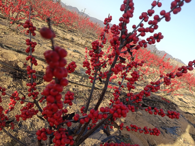 北美冬青基地批发