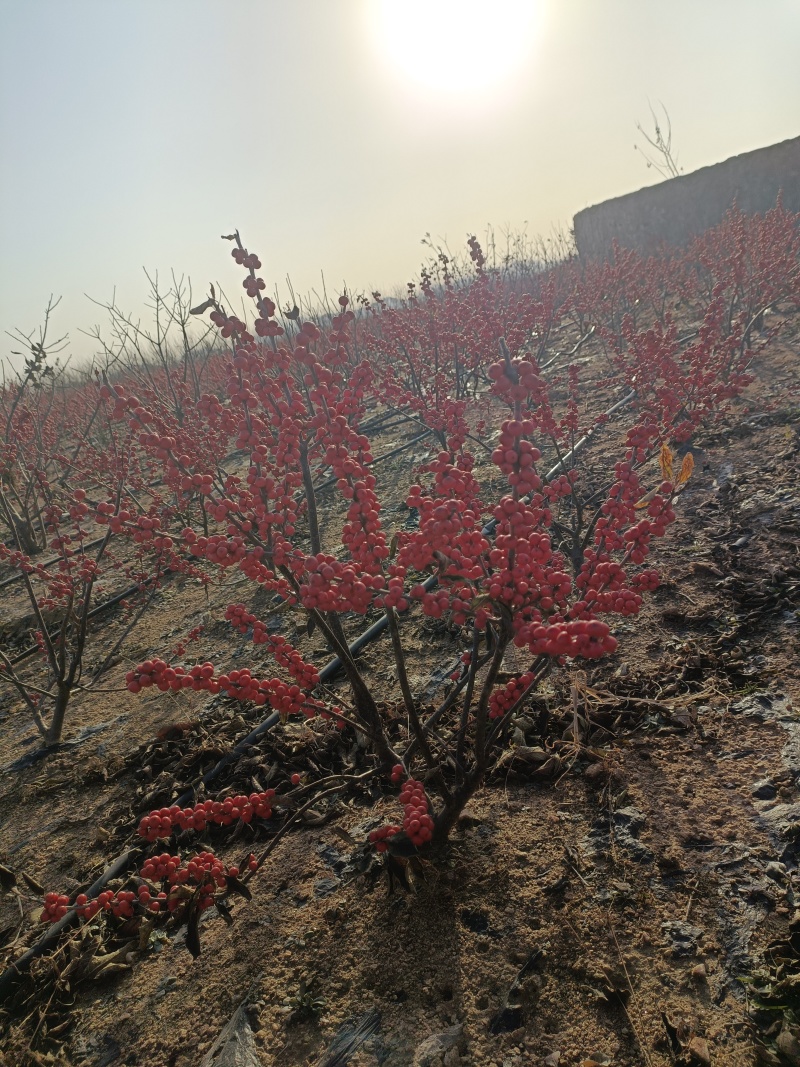 北美冬青基地批发