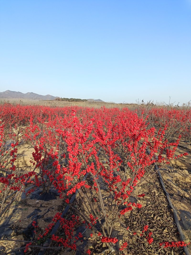 北美冬青基地批发
