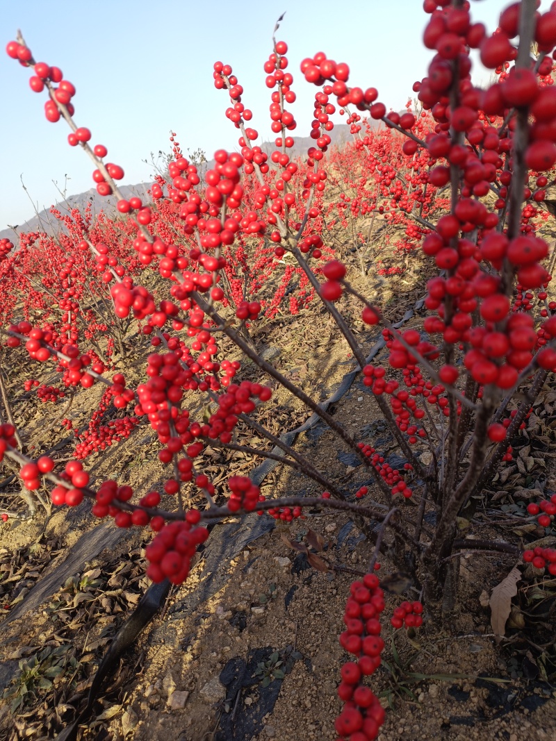 北美冬青基地批发
