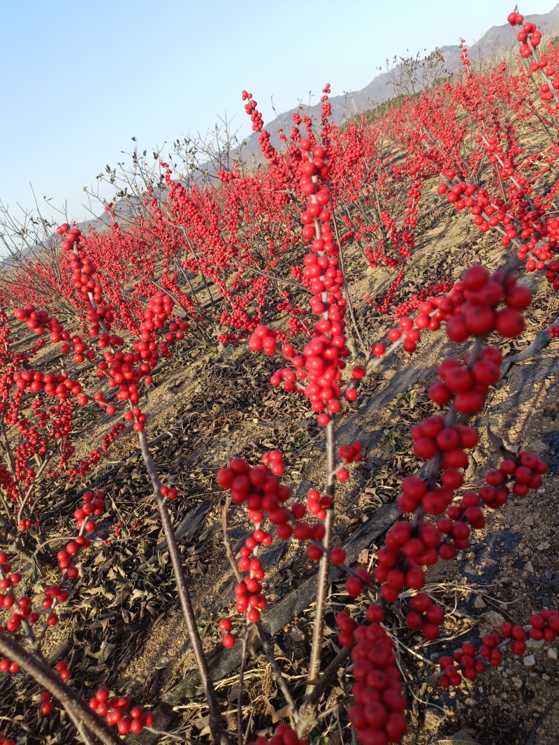 北美冬青基地批发