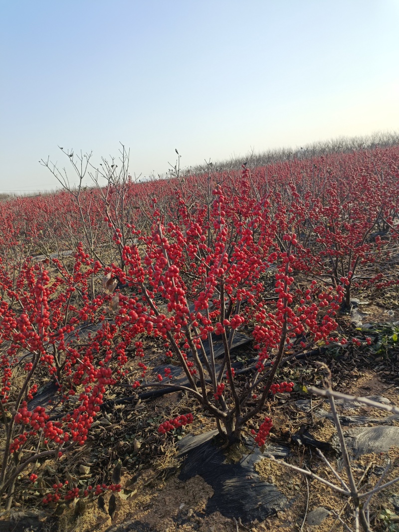 北美冬青基地批发