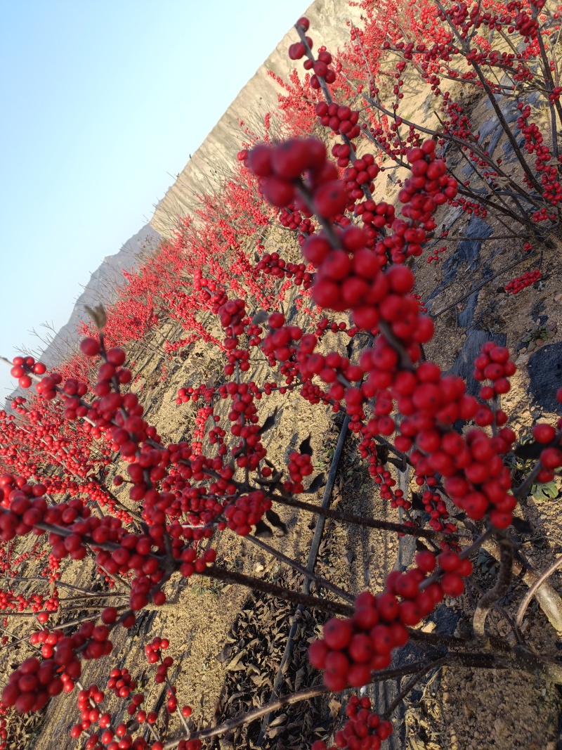 北美冬青基地批发