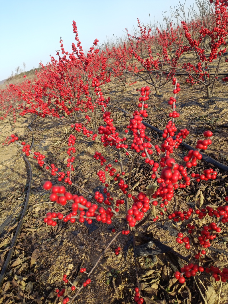 北美冬青基地批发