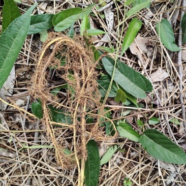 野生药材藤构藤构根蔓构构藤根