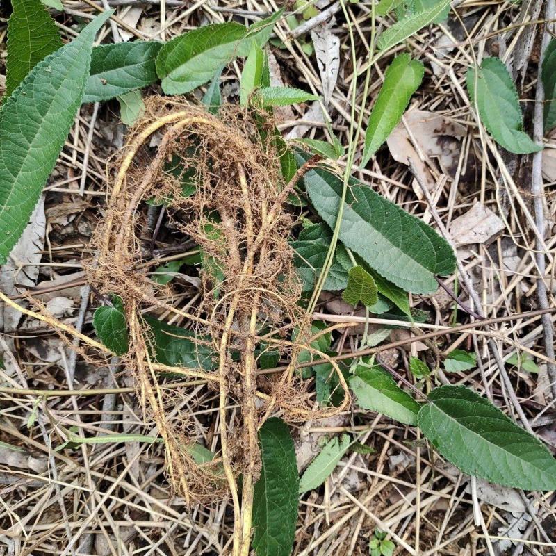 野生药材藤构藤构根蔓构构藤根