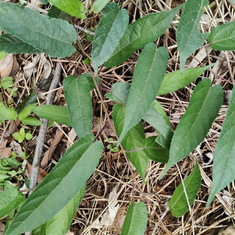 野生药材藤构藤构根蔓构构藤根