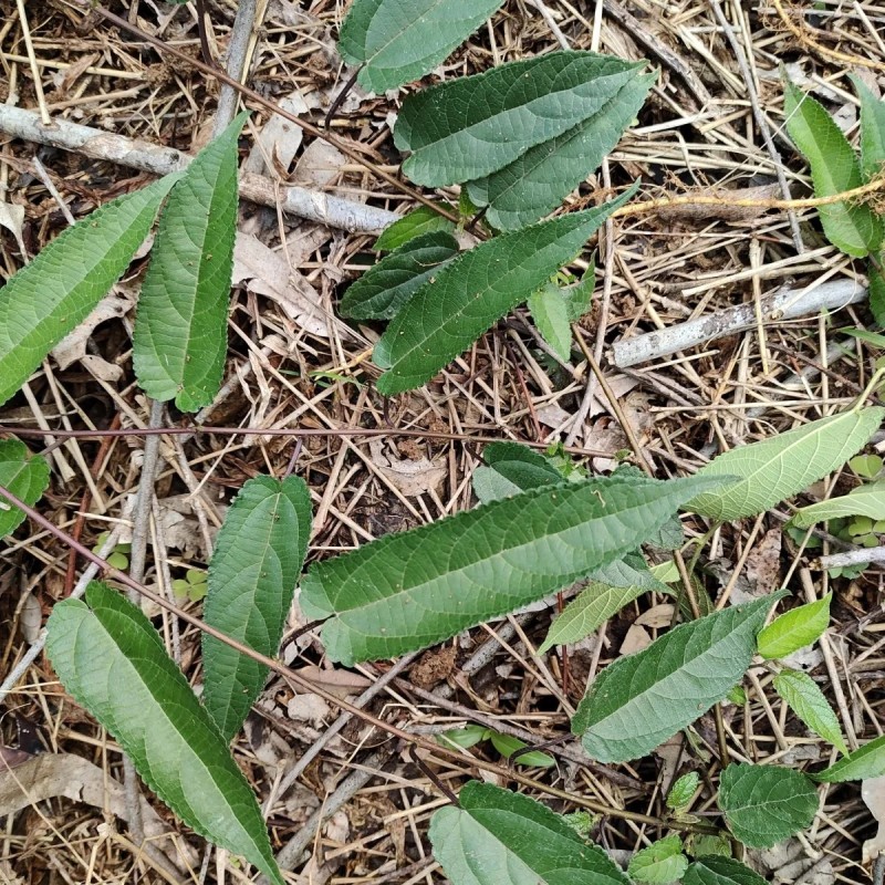 野生药材藤构藤构根蔓构构藤根